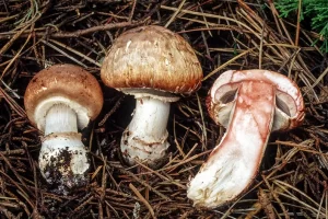 Agaricus brunneofibrillosus