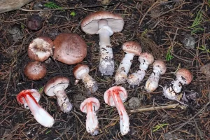 Agaricus brunneofibrillosus