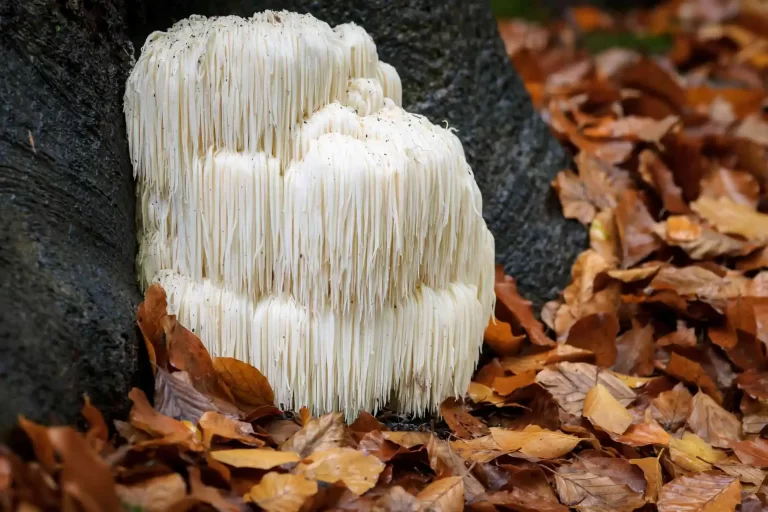 Необычные съедобные грибы