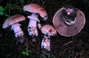 Agaricus brunneofibrillosus