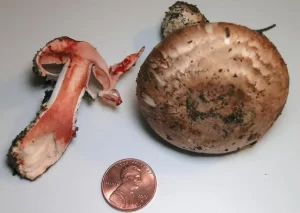 Agaricus brunneofibrillosus