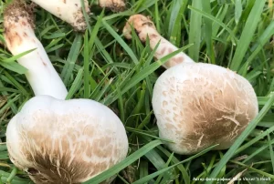 Шампиньон Калифорнийский (Agaricus californicus)