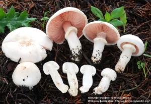 Шампиньон Калифорнийский (Agaricus californicus)