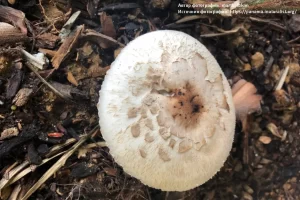 Шампиньон Калифорнийский (Agaricus californicus)