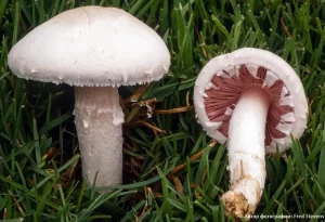 Шампиньон обыкновенный (Agaricus campestris)