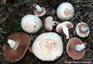 Шампиньон обыкновенный (Agaricus campestris)