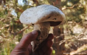 Шампиньон обыкновенный (Agaricus campestris)