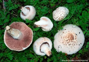 Шампиньон обыкновенный (Agaricus campestris)