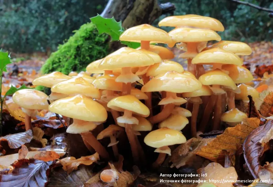 Почему грибы относятся к отдельному царству