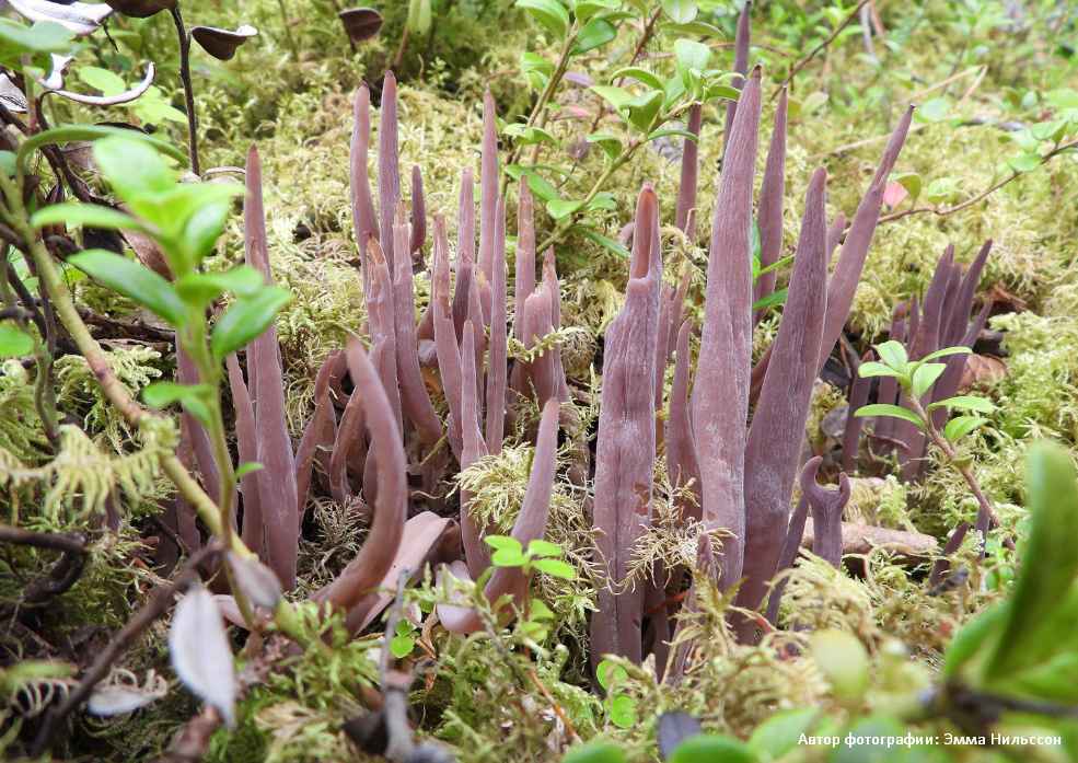 Аллоклавария пурпуровая (Alloclavaria purpurea) 