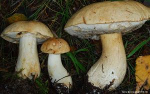 Белый гриб берёзовый (Boletus betulicola) 