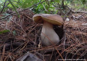 Белый гриб (Boletus edulis) 