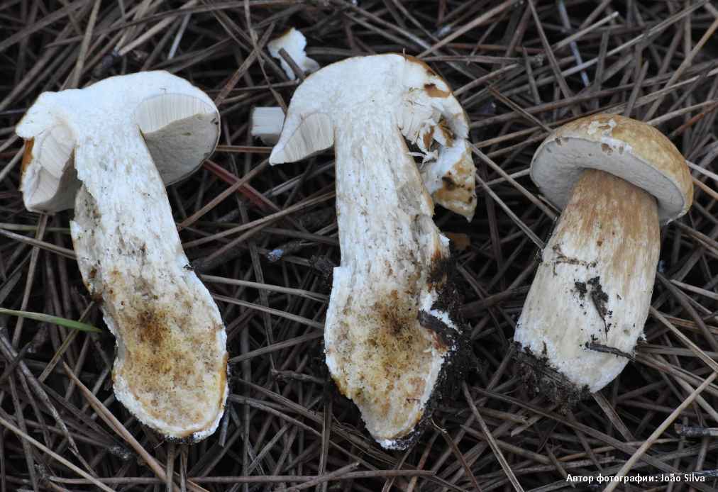 Белый гриб (Boletus edulis) 