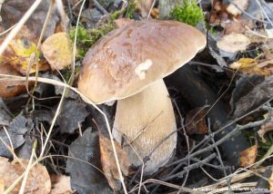 Белый гриб берёзовый (Boletus betulicola) 