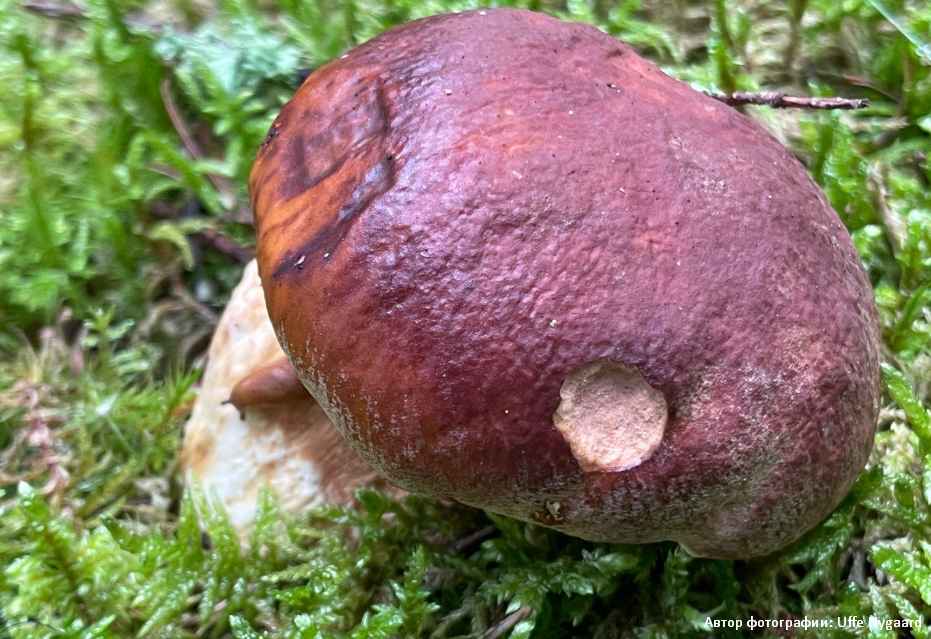 Белый гриб сосновый (Boletus pinophilus)