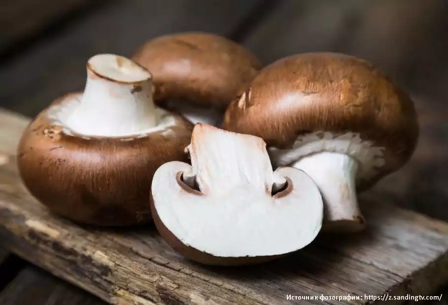 Какова роль грибов в природе и жизни человека