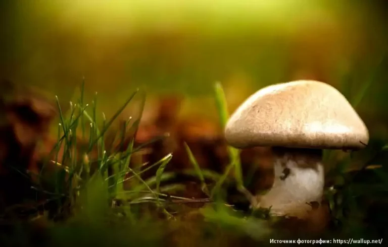 Чем грибы отличаются от растений