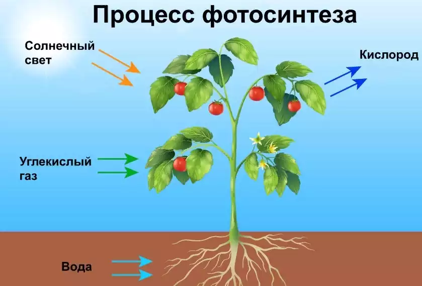 питание растения