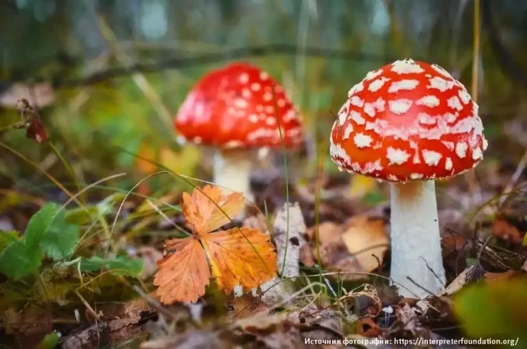 Какова роль грибов в природе и жизни человека
