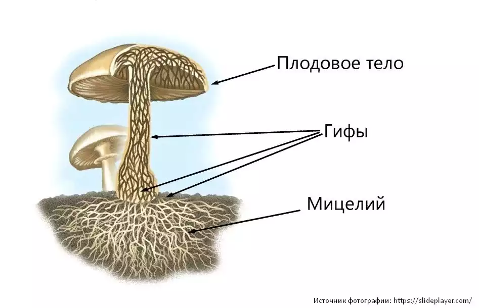 гифы грибов