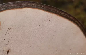 Ганодерма южная (трутовик) (Ganoderma australe)