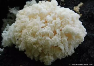Ежовик коралловидный (Hericium coralloides)