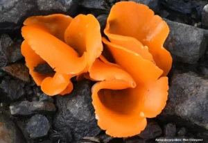 Алеврия оранжевая (Aleuria aurantia)