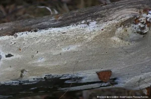 Белый домовой гриб (Amyloporia sinuosa)