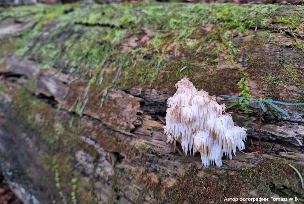 Ежовик альпийский (Hericium flagellum)