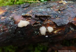 Дрожалка мозговая (Tremella encephala)