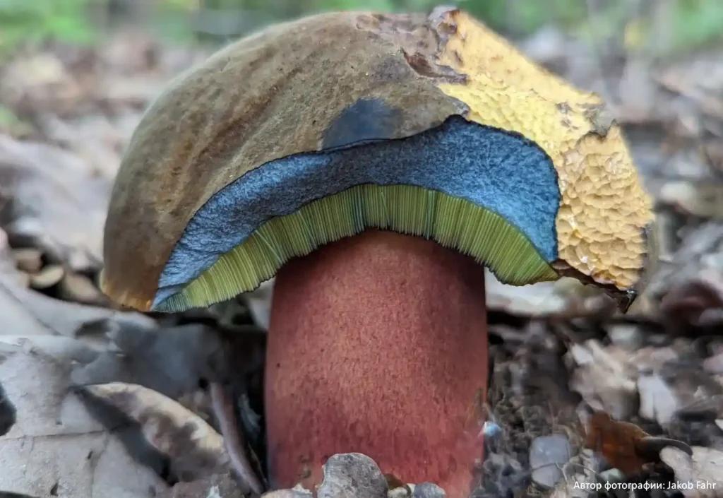 Дубовик крапчатый (Neoboletus erythropus)