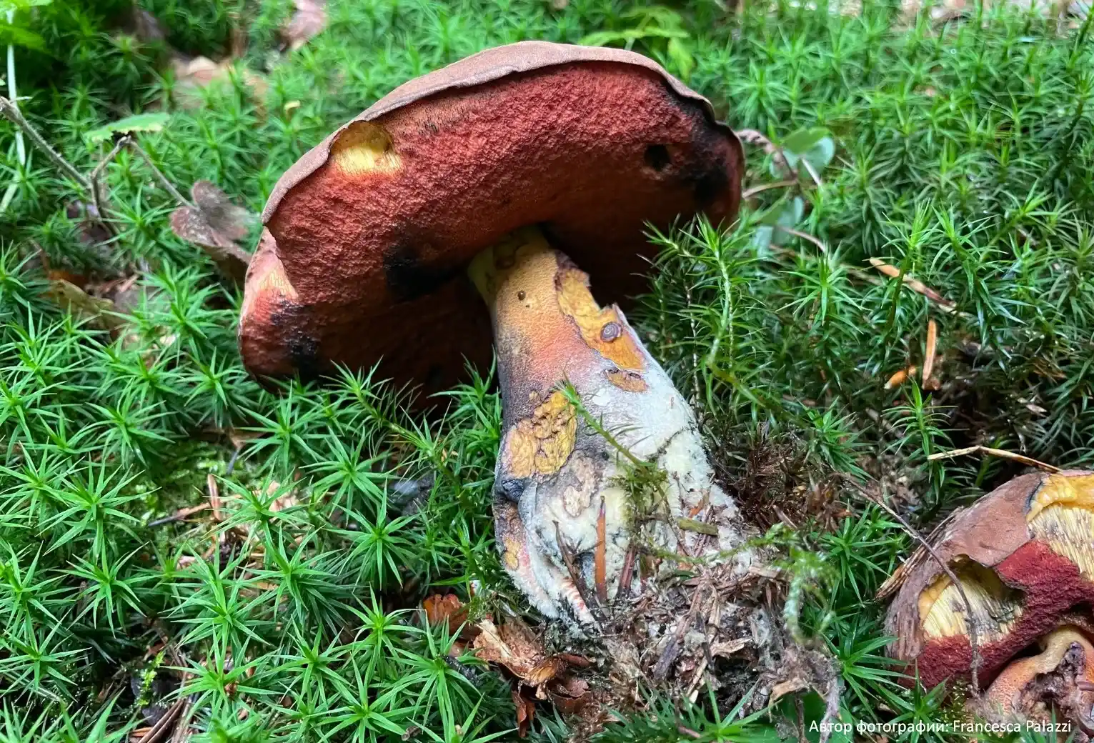 Дубовик крапчатый (Neoboletus erythropus)