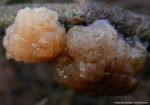 Дрожалка мозговая (Tremella encephala)