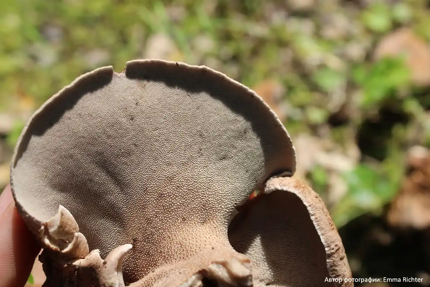 Ежовик шероховатый (Hydnellum scabrosum)