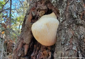 Ежовик гребенчатый (Hericium erinaceus)