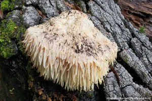 Ежовик гребенчатый (Hericium erinaceus)