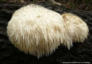 Ежовик гребенчатый (Hericium erinaceus)