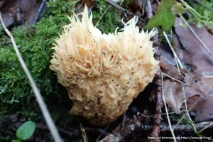 Ежовик гребенчатый (Hericium erinaceus)