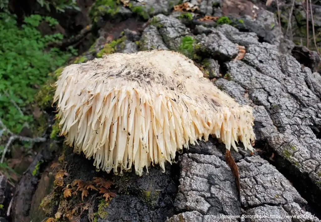 Ежовик гребенчатый (Hericium erinaceus)