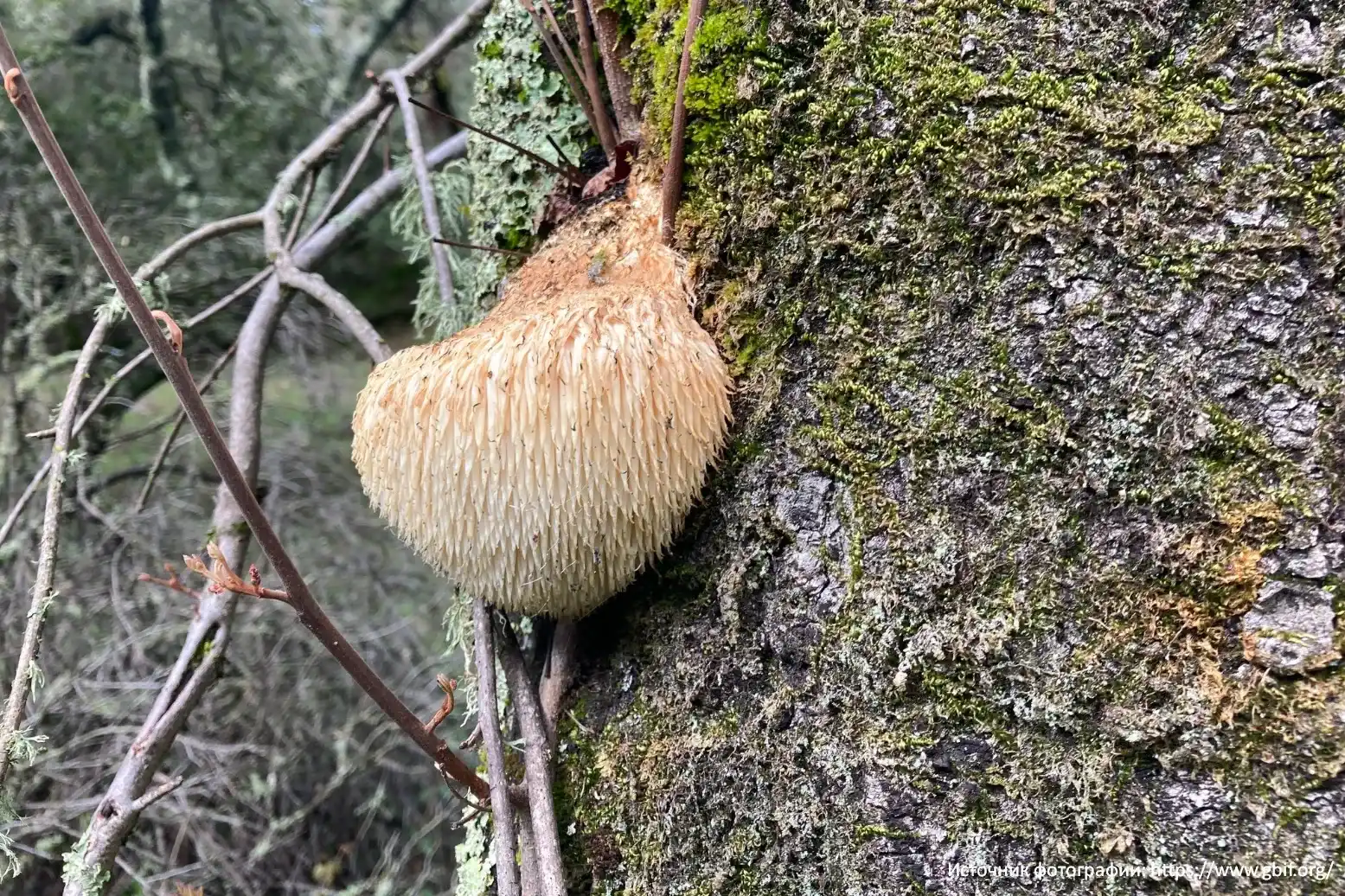 Ежовик гребенчатый (Hericium erinaceus)