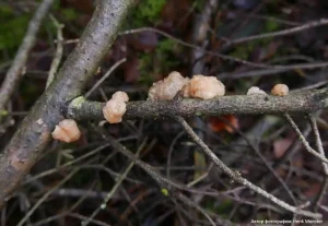 Дрожалка мозговая (Tremella encephala)