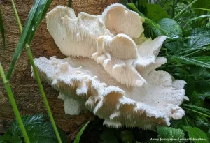 Ежовик усиковый (Hericium cirrhatum)