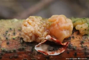 Дрожалка мозговая (Tremella encephala)