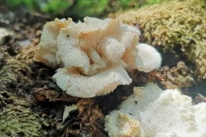 Ежовик усиковый (Hericium cirrhatum)