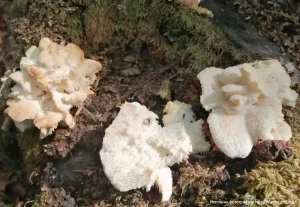 Ежовик усиковый (Hericium cirrhatum)