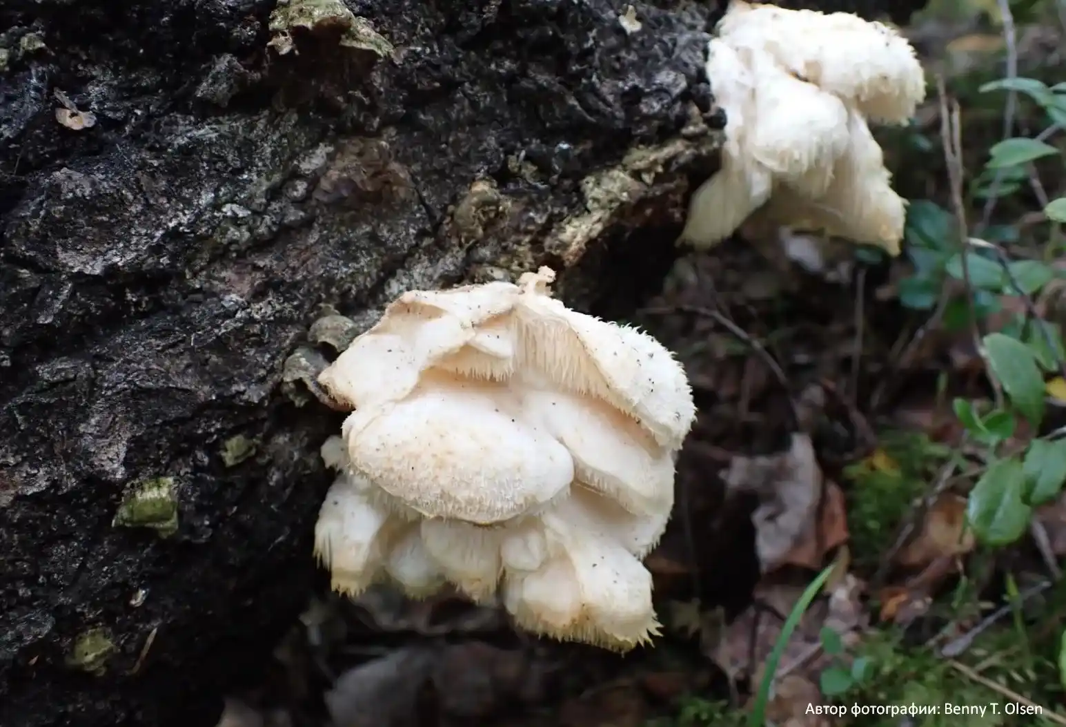 Ежовик усиковый (Hericium cirrhatum)