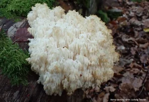 Ежовик альпийский (Hericium flagellum)