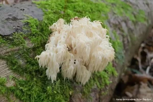 Ежовик альпийский (Hericium flagellum)