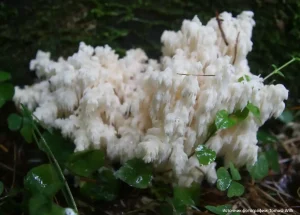 Ежовик альпийский (Hericium flagellum)