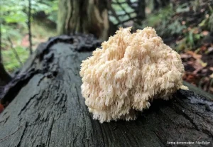 Ежовик альпийский (Hericium flagellum)